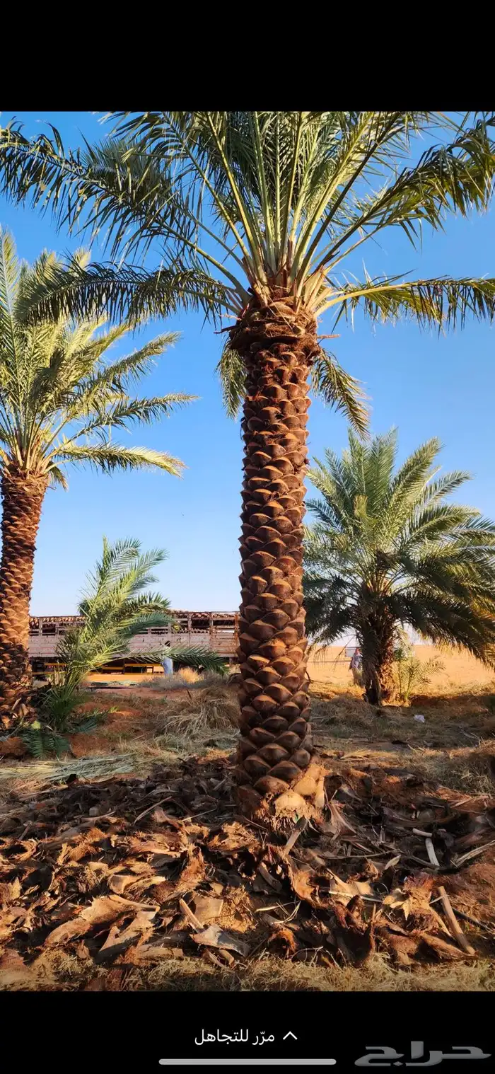 نخل للبيع بجميع أنواعه وتركيب الشبوك 4