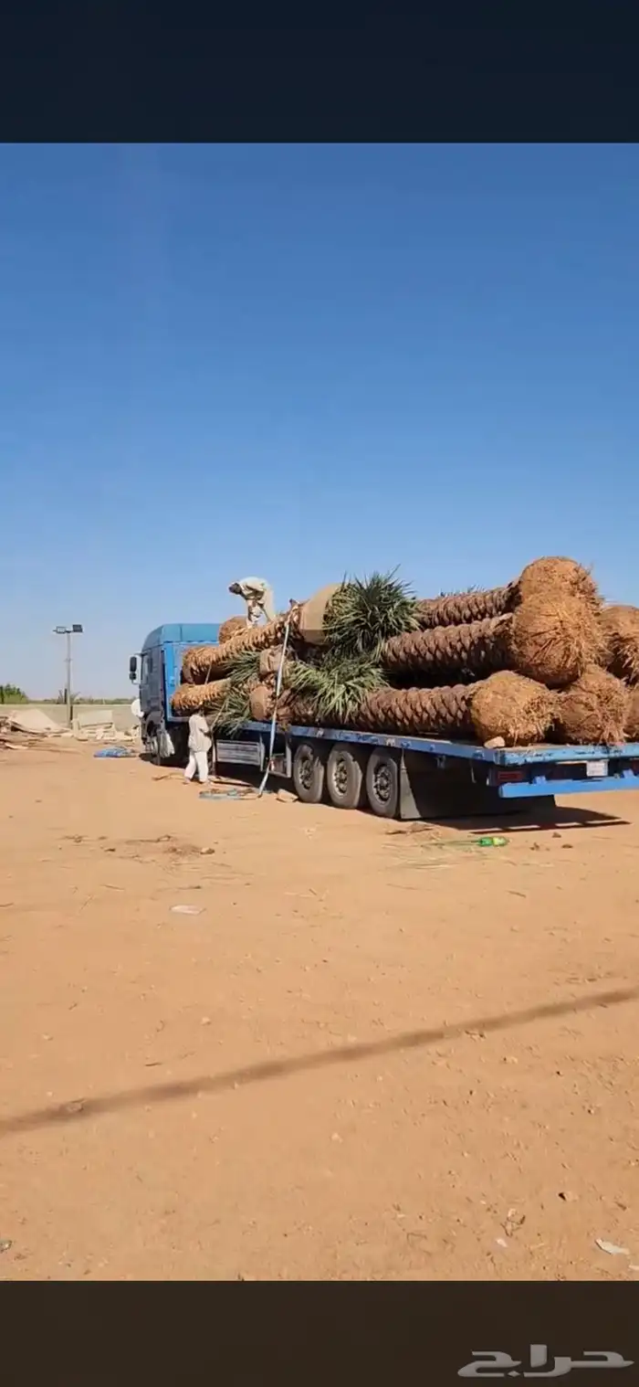 نخل للبيع بجميع أنواعه وتركيب الشبوك 17
