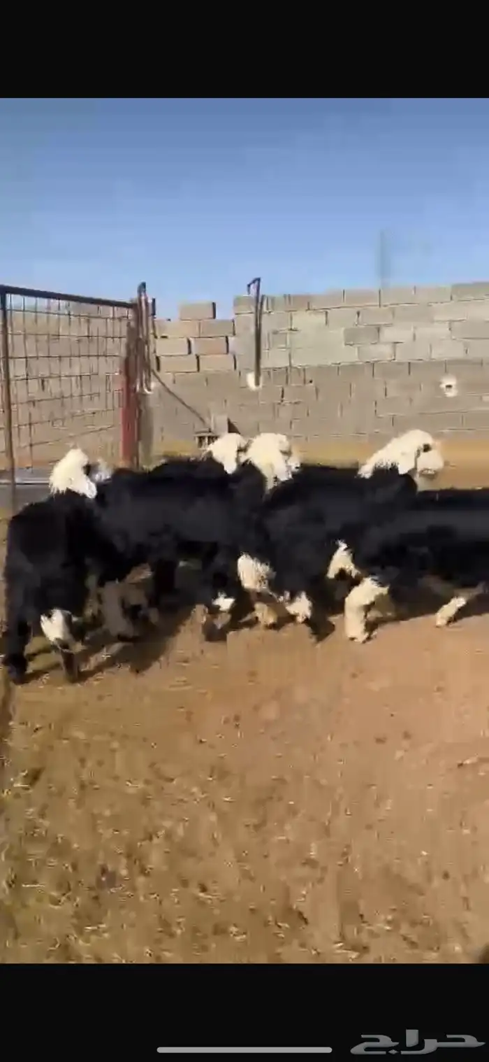 بهم نجد طيب 0