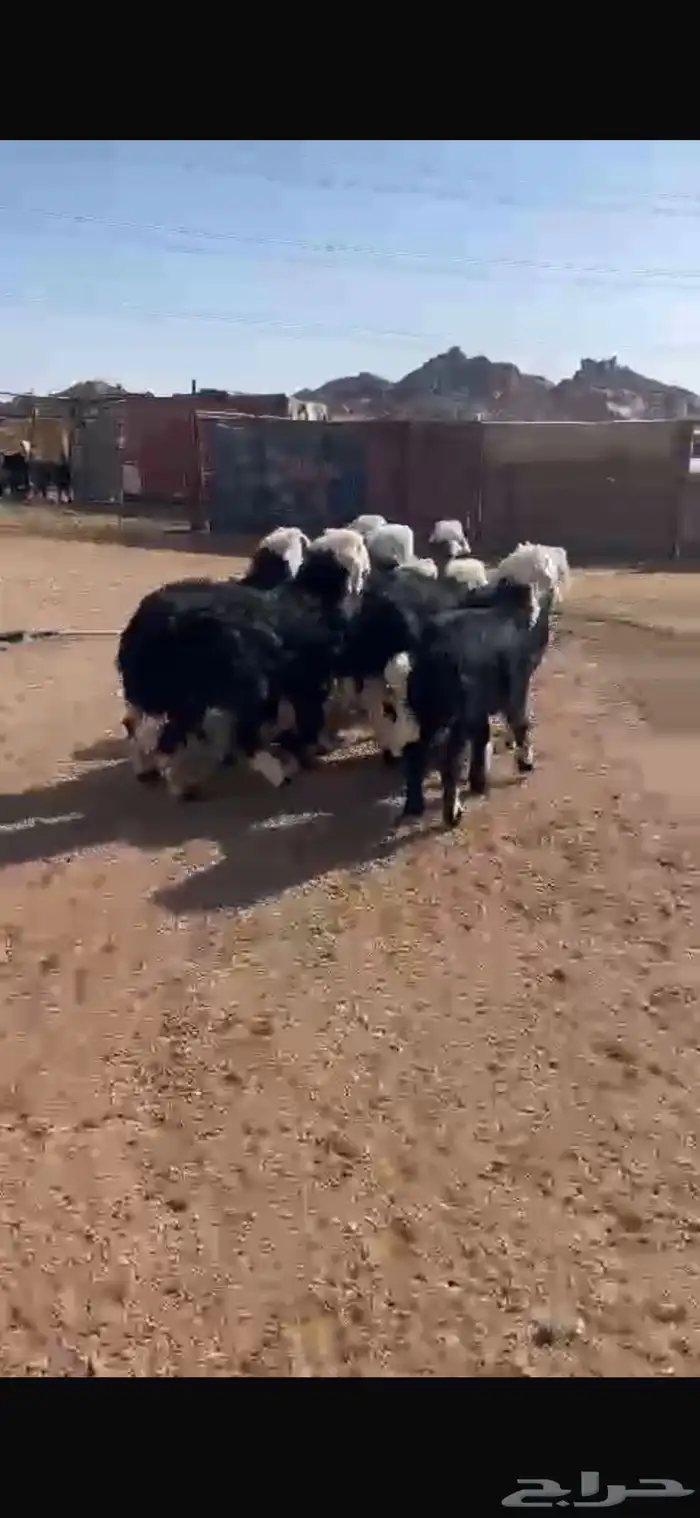 بهم نجد طيب 1