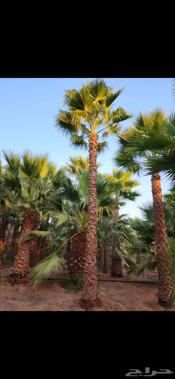 نخل للبيع بجميع أنواعه وتركيب الشبوك 29