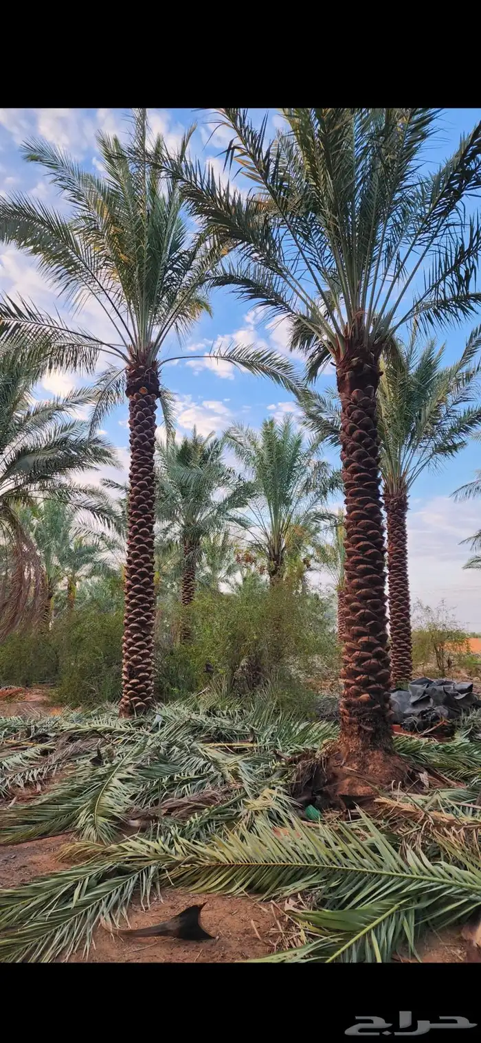 نخل للبيع بجميع أنواعه وتركيب الشبوك 6