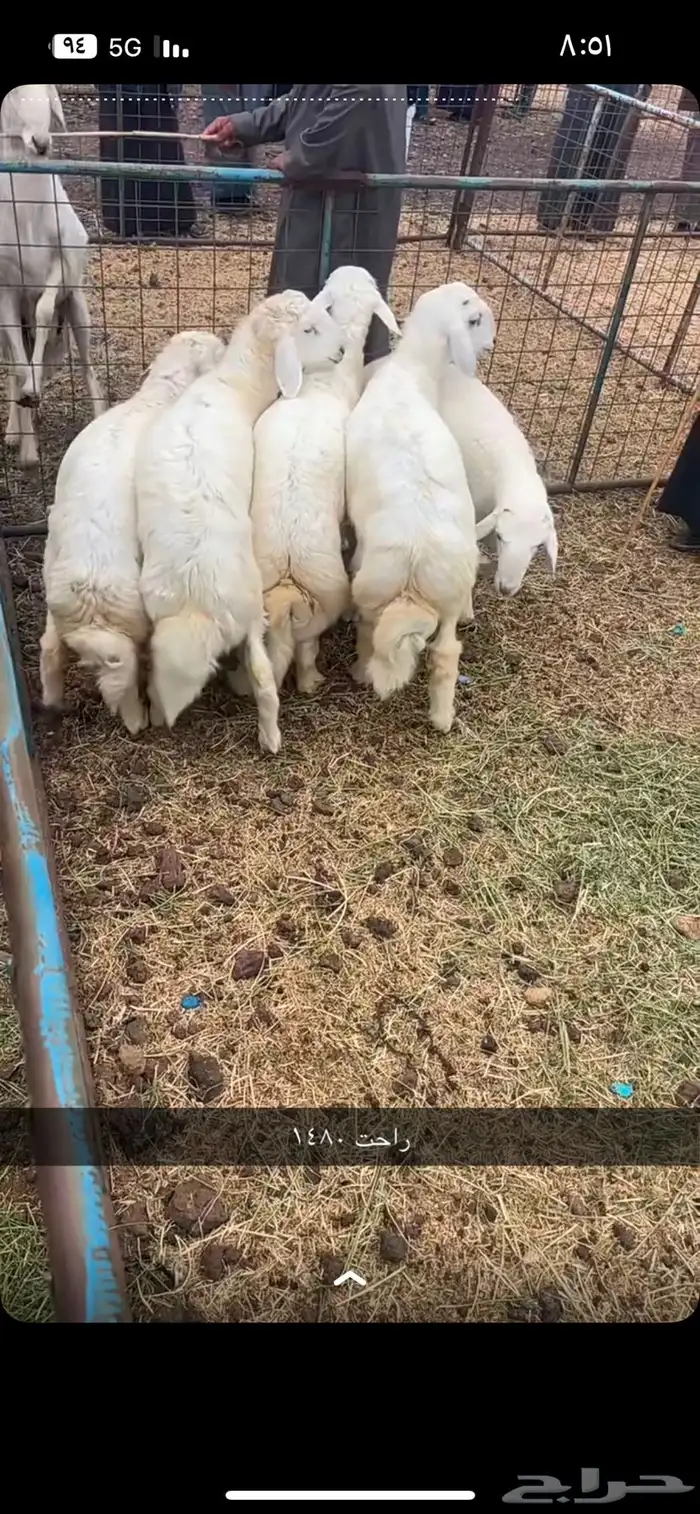 ذبايح طبخ وثلاجه مع التوصيل- حري - تيوس - سواكني 3