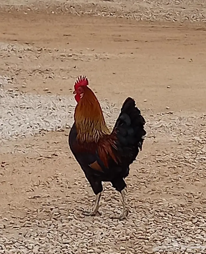 ديك فحل شرط 0