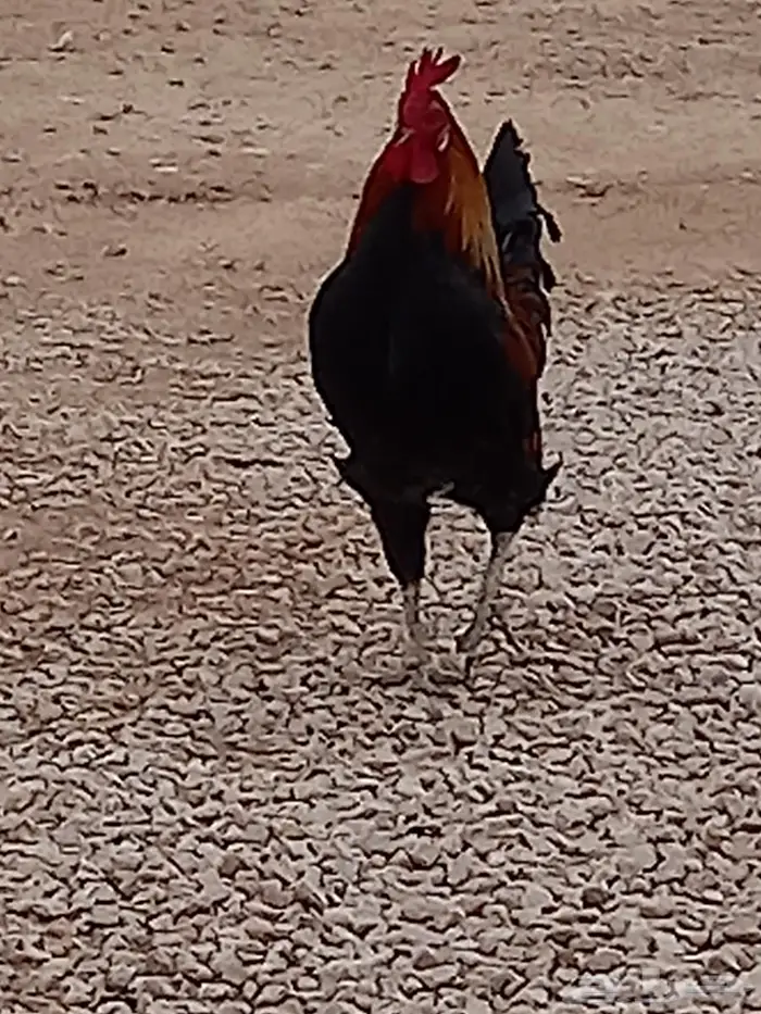 ديك فحل شرط 2