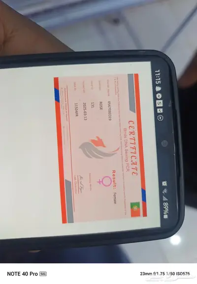 طيور الحب 1