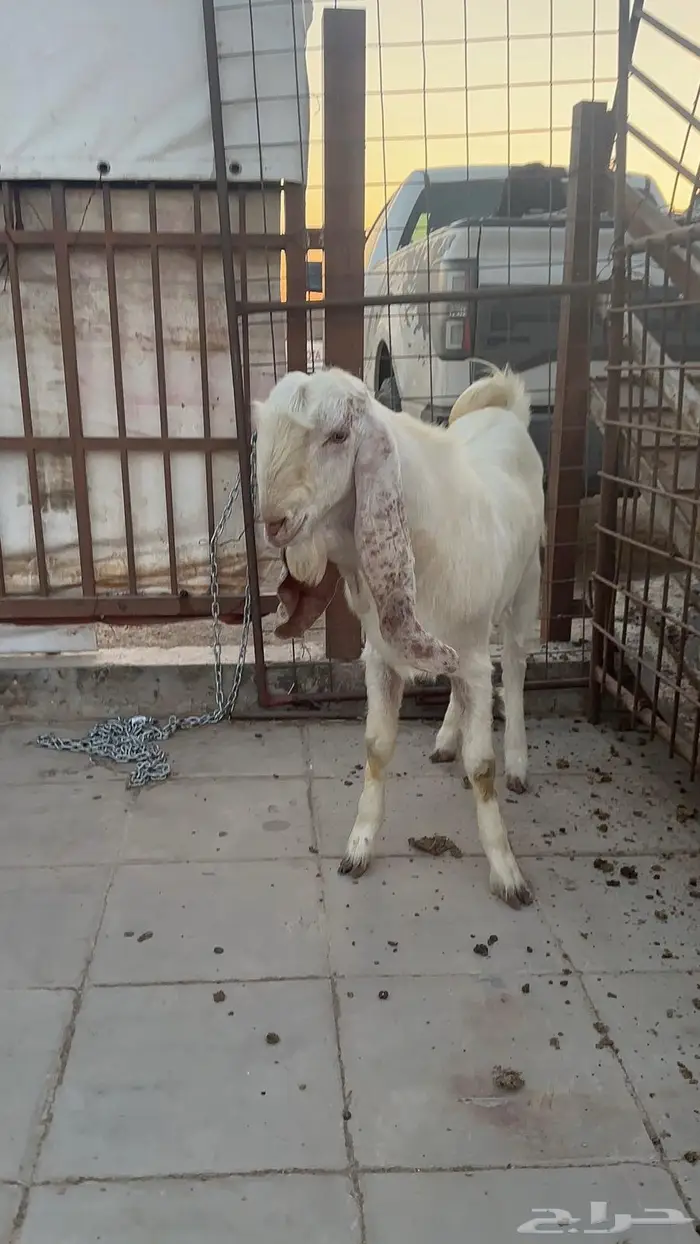 تيس جذع 11 شهر 3
