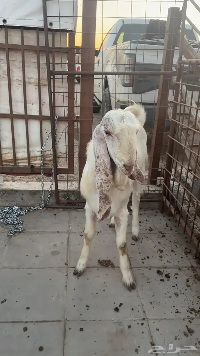 تيس جذع 11 شهر 1
