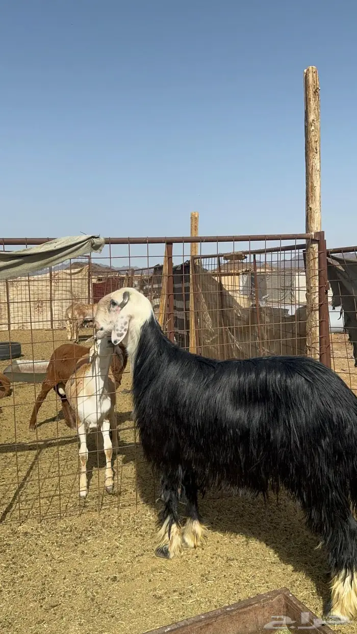 مشروع فحل نجدي فاخر ( مباع ) 2