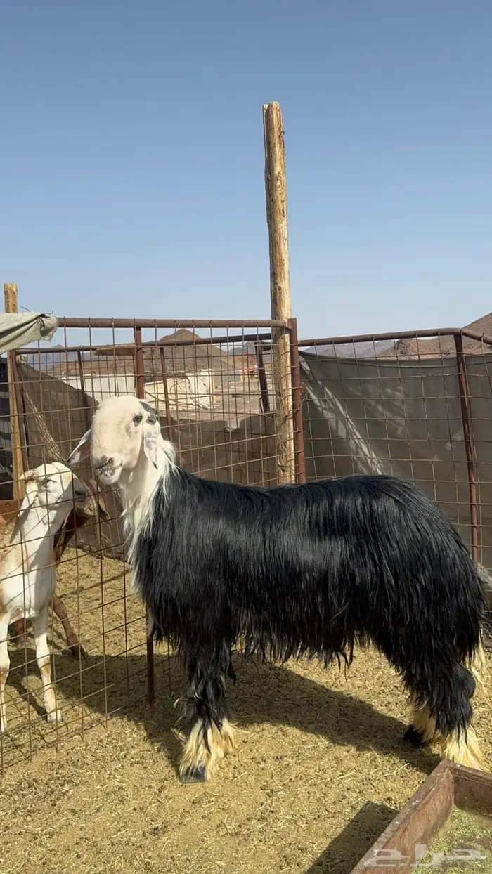 مشروع فحل نجدي فاخر ( مباع ) 0