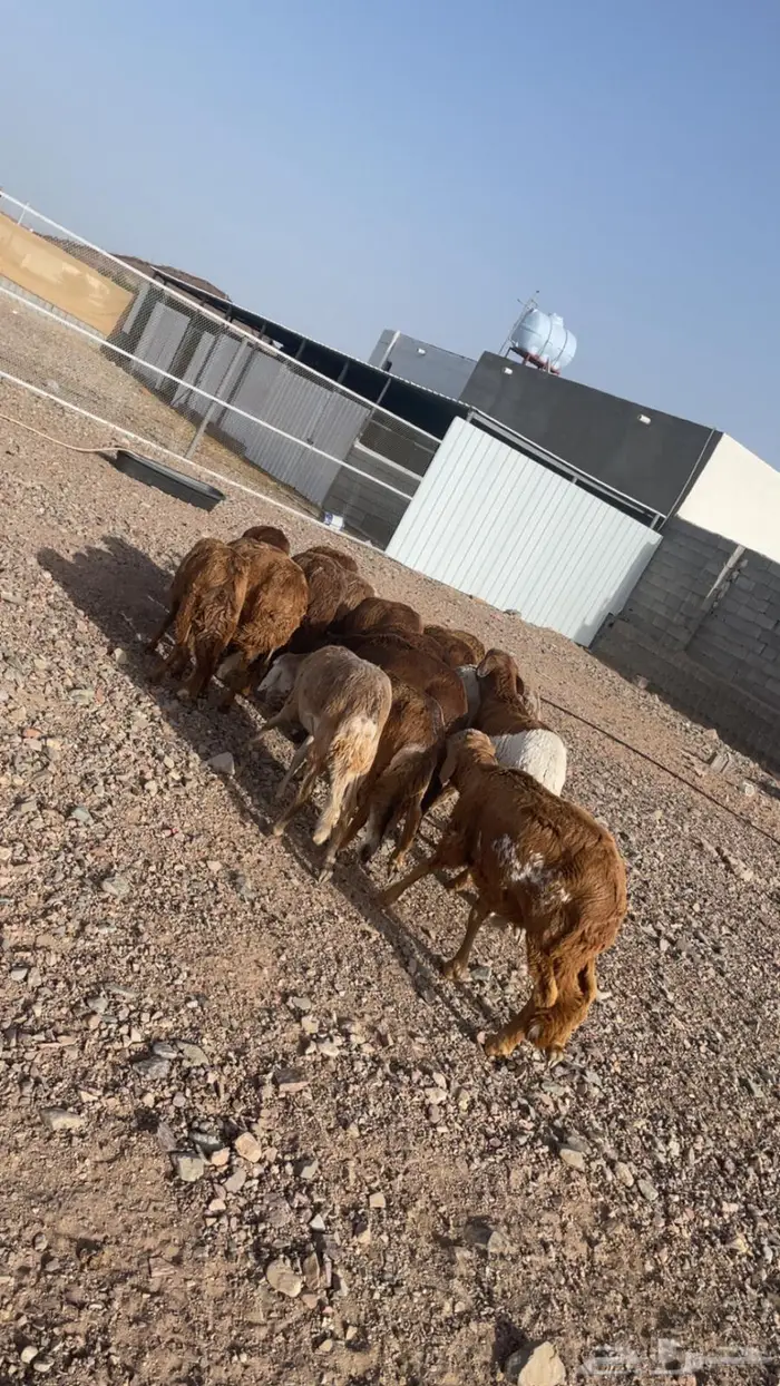 سواكنيات حمري مرابي للبيع 0