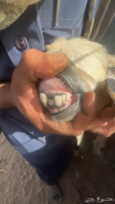 نجديه رباع مضرع 1