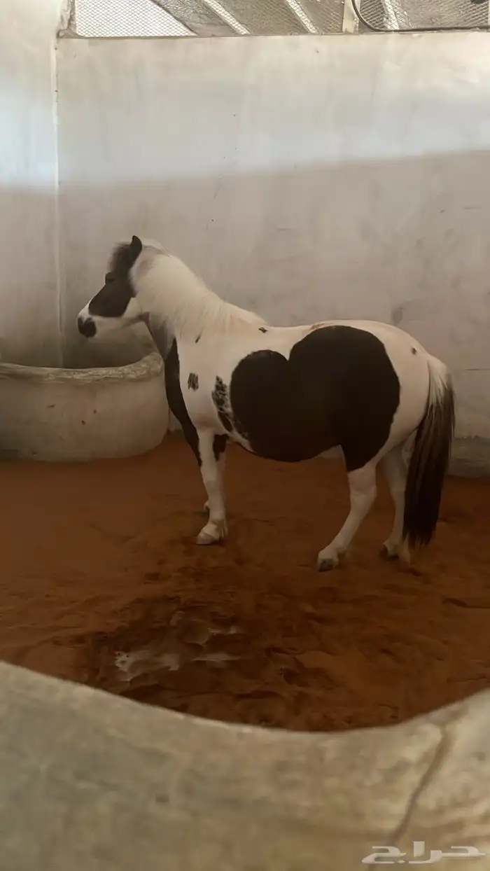 ايواء خيل 11
