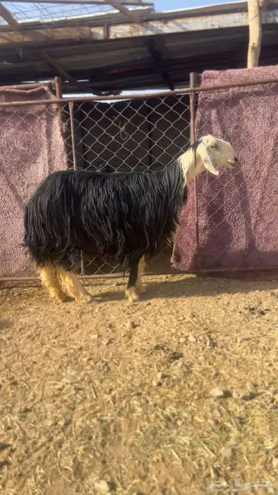 نجديه رباع مضرع 0