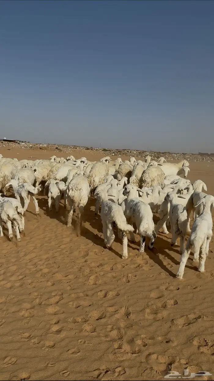 غنم حريات متابيع 56 حدرها 56 ( تم البيع ) 2
