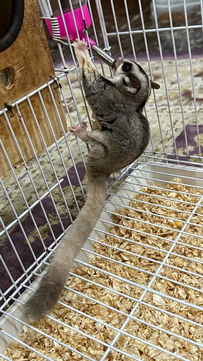 زوج سناجب شوقر قلايدر 4