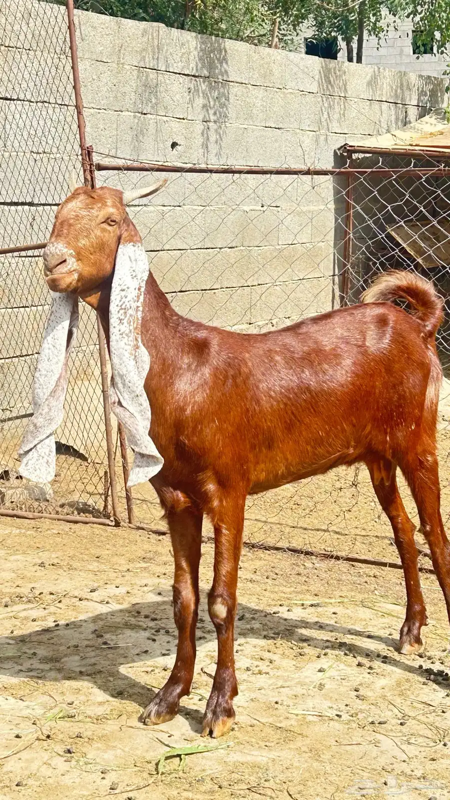 عنز للبيع 1