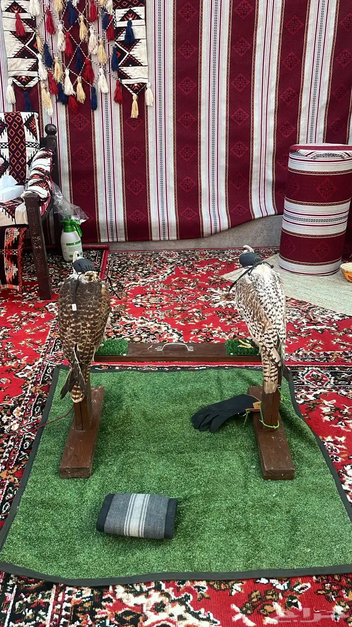 تأجير طيور للمناسبات والاعياد 1