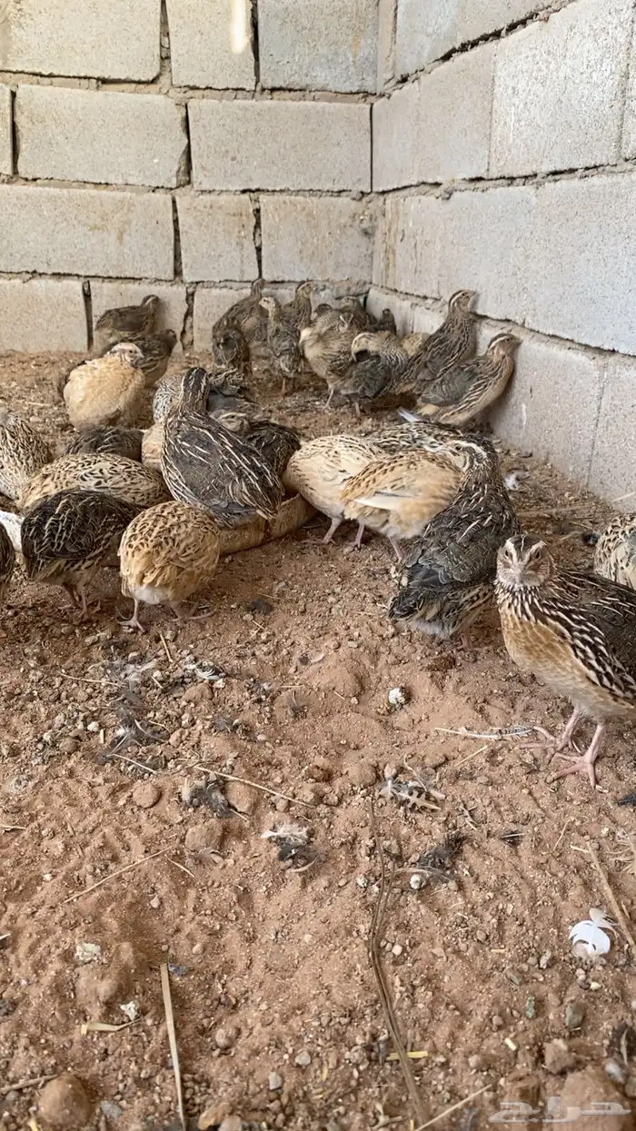 سمان   (الزوج لحم15 - الزوج تربيه 10 - طبق بيض 10) 2