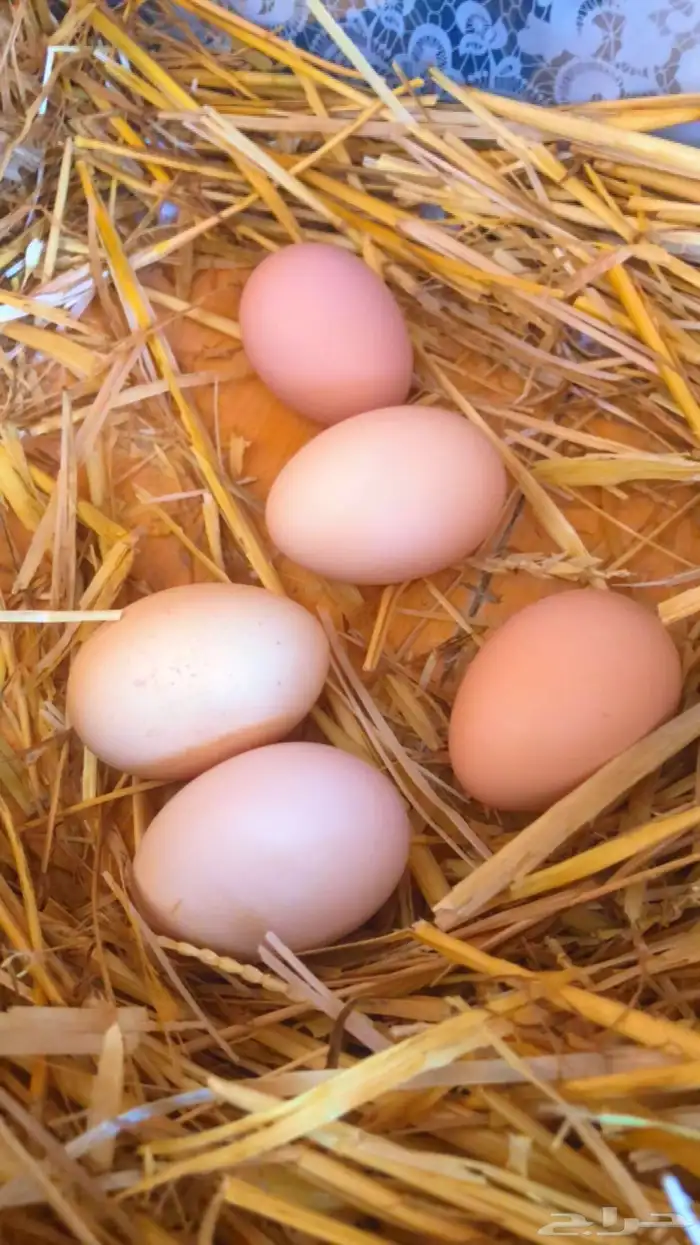 براهمه كولمبي تم البيع 8