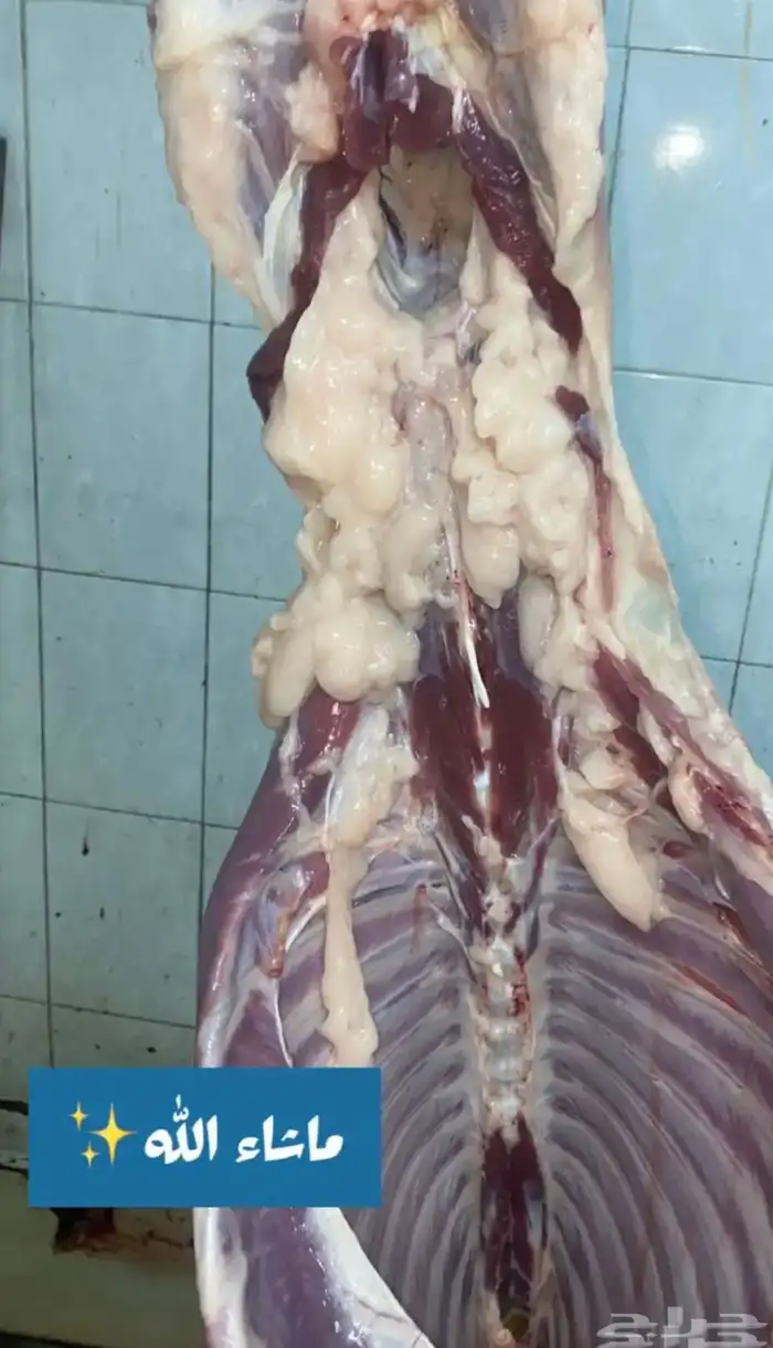 ذبايح ثلاجه سواكن 1