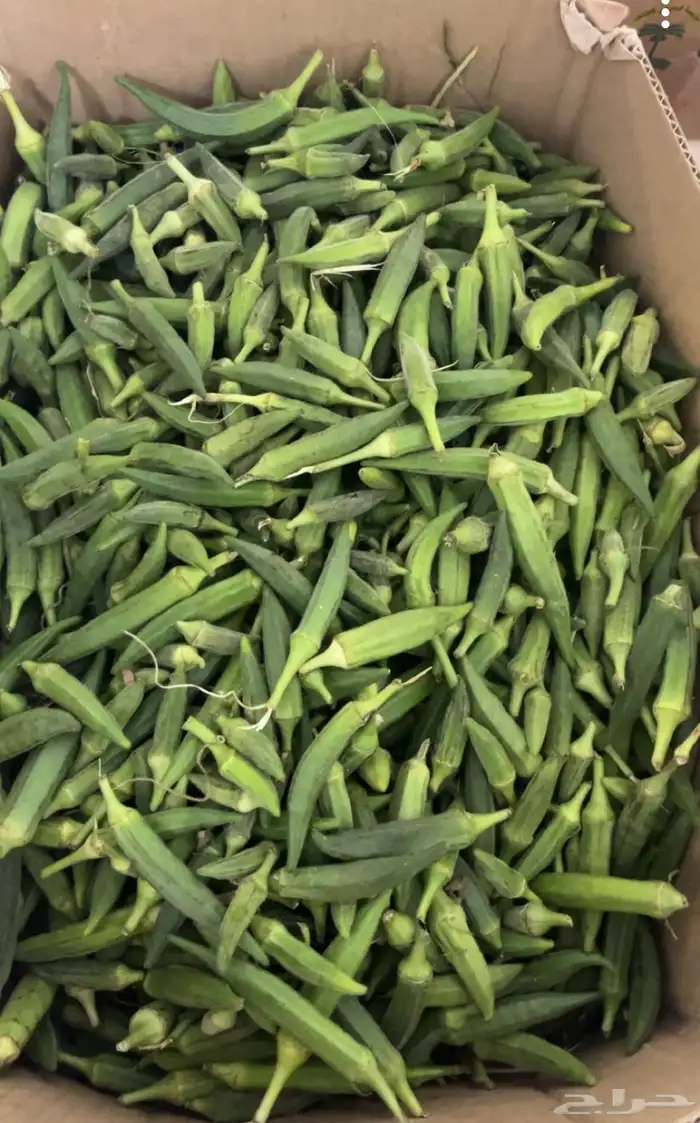 باميه طازجة قطف اليوم ماشاء الله 1