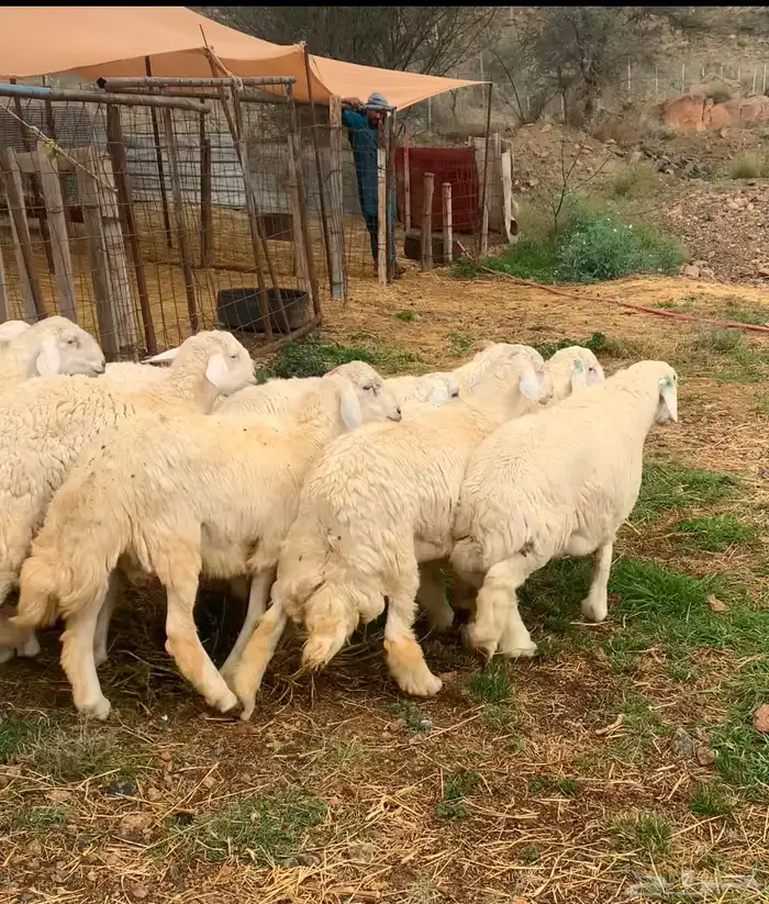 طليان حري اظاحي فواخر 4