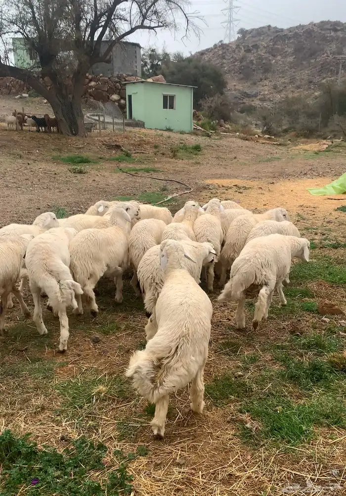 طليان حري اظاحي فواخر 0