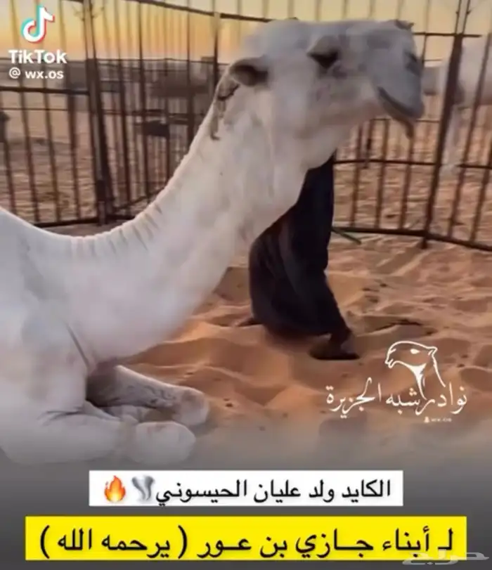خلفه مع بكرته صغيره باالعمر وبكره ثانيه موضح صورة ابوها 3