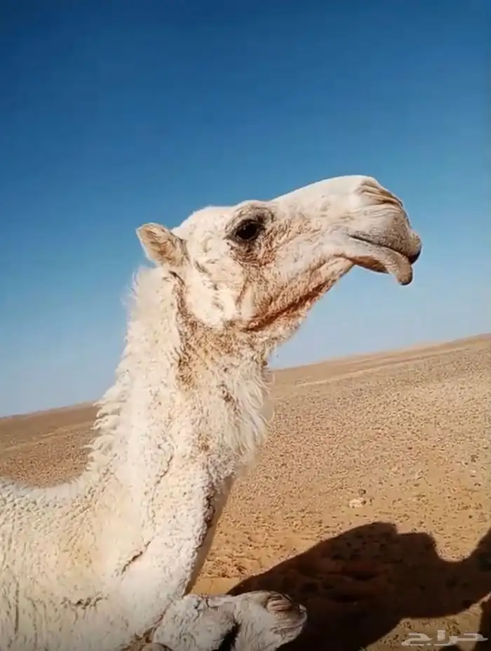 خلفه مع بكرته صغيره باالعمر وبكره ثانيه موضح صورة ابوها 1