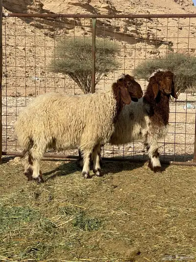 خرفان نعيم 0