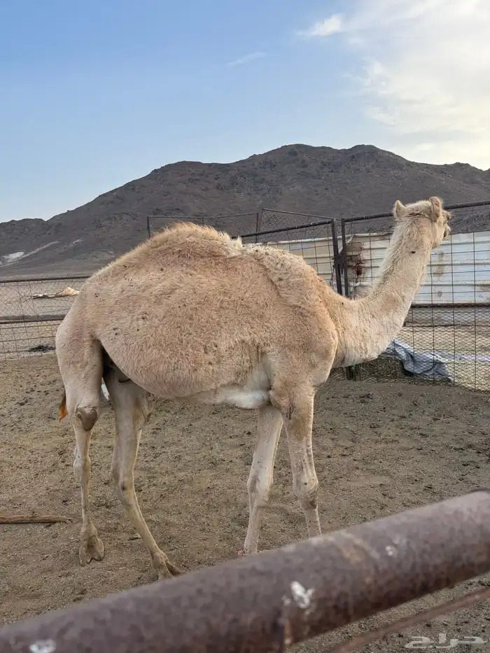 قعود حق للبيع 0