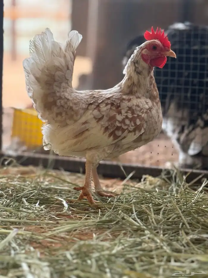 دجاج 10