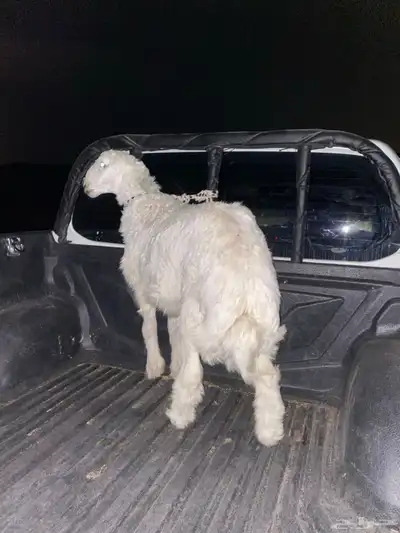 خروف ذبيحه تم البيع 1