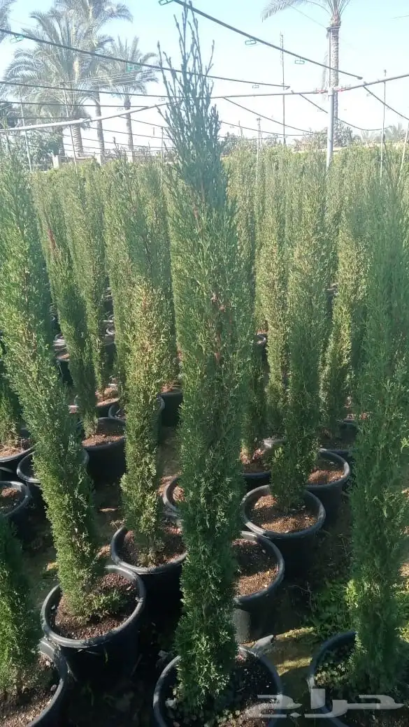 اشجار الزينة واشجار الظل بالجملة   نجران 8