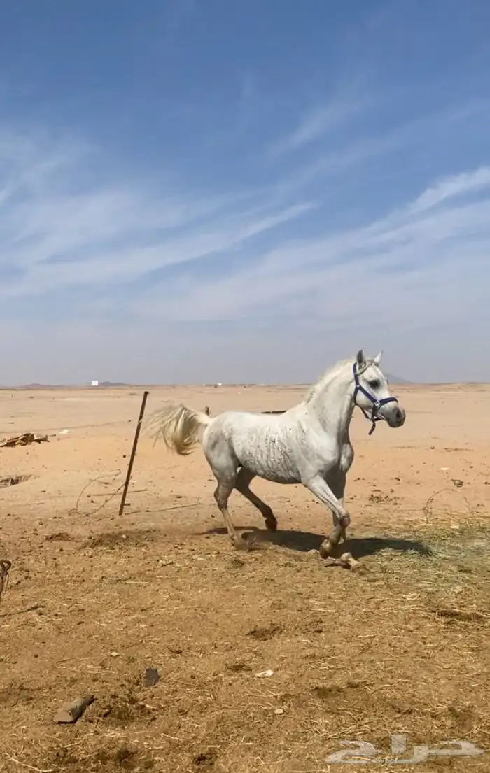 حصان شعبي 1