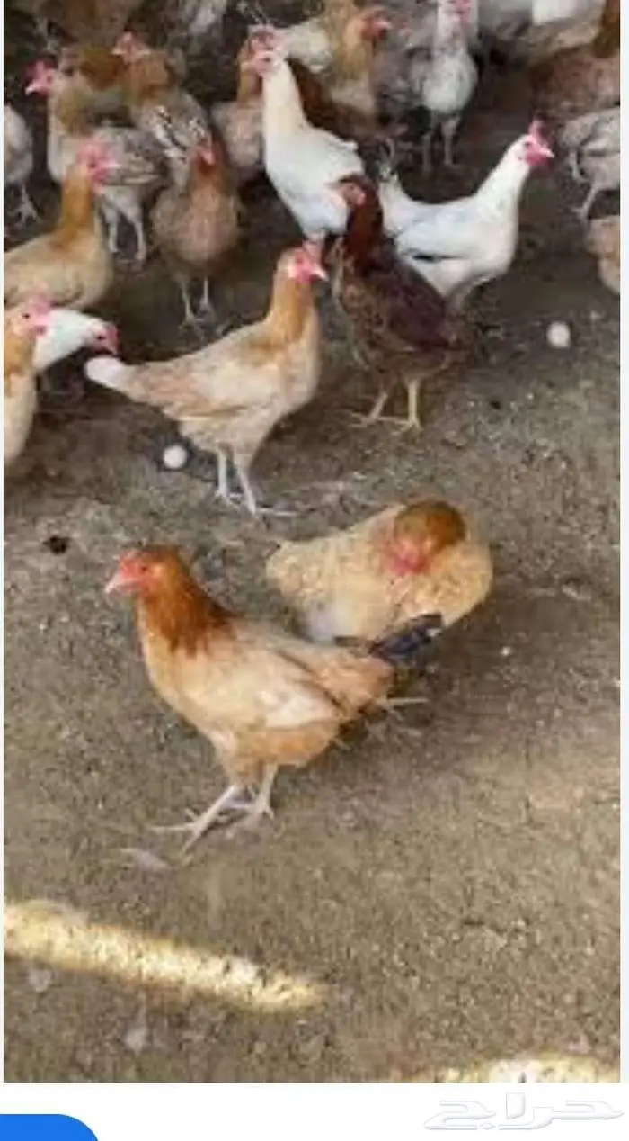 دجاج بلدي رومي حمام مصلخ 0