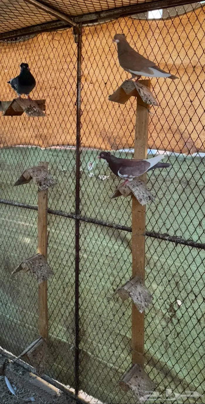 فقاسات محاكر عوامات معالف سقايات صحون بيض 3