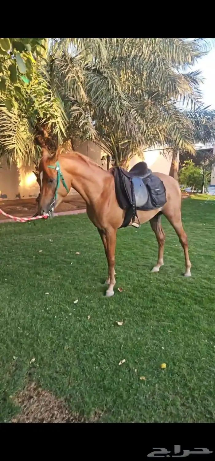 حصان شعبي شيييخ تم البيع 0