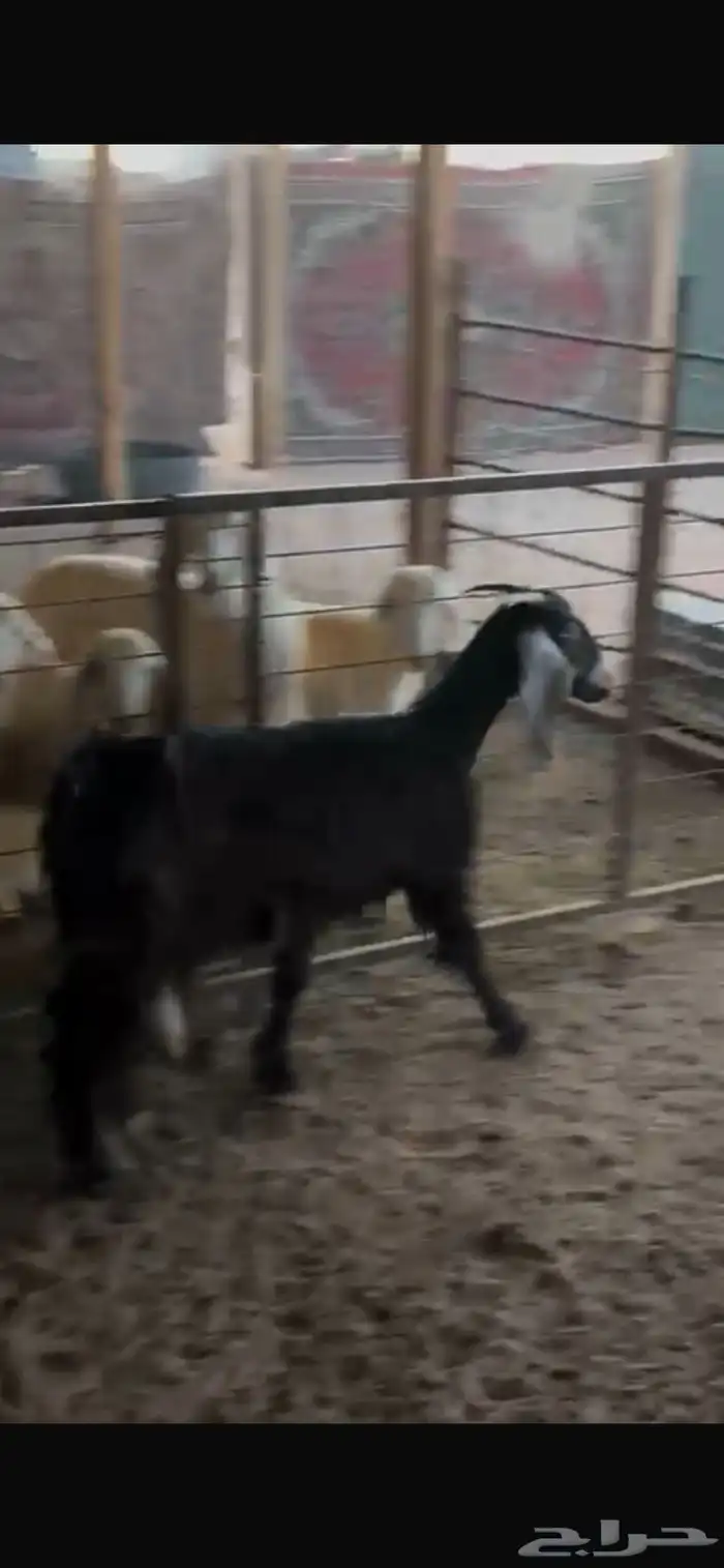 عنز حليب شرط 1
