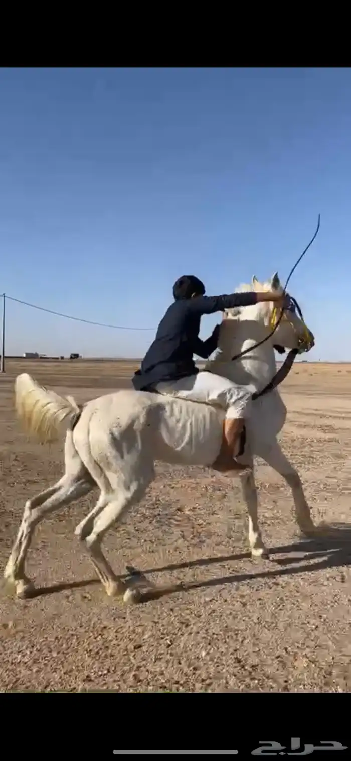 حصان شعبي 0