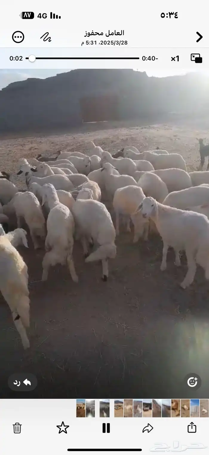خرفان ورخال 1