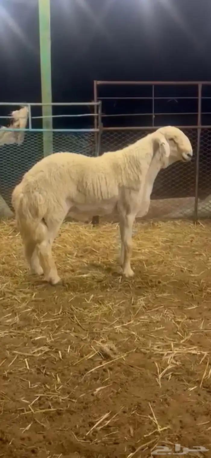 مشروع حري فاخر ( تم البيع ) 0