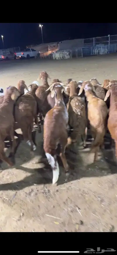 اضاحي حري سواكن نعيم الطايف 0