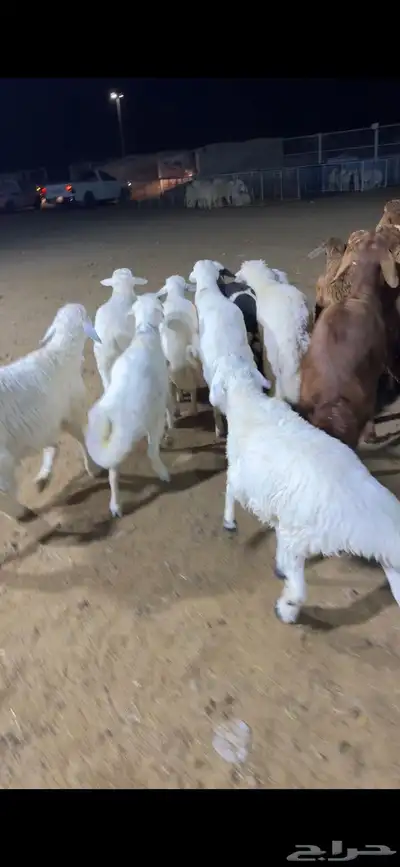 اضاحي حري سواكن نعيم الطايف 3