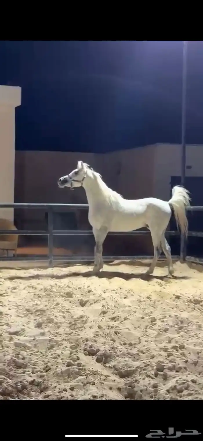 حصان شيخ 1