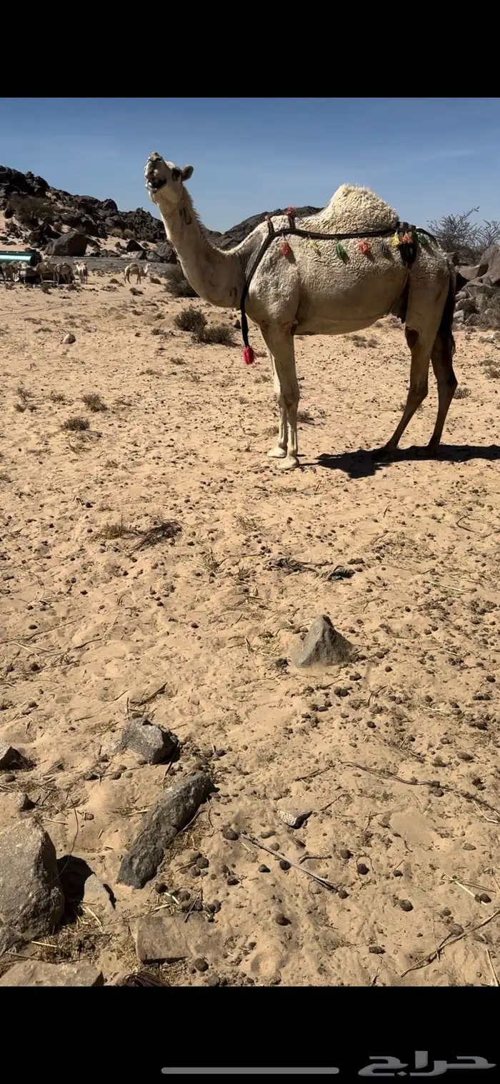 خلفه وضحا ثنو تحتها بكره طيبه جدا حليب وهداوه 5