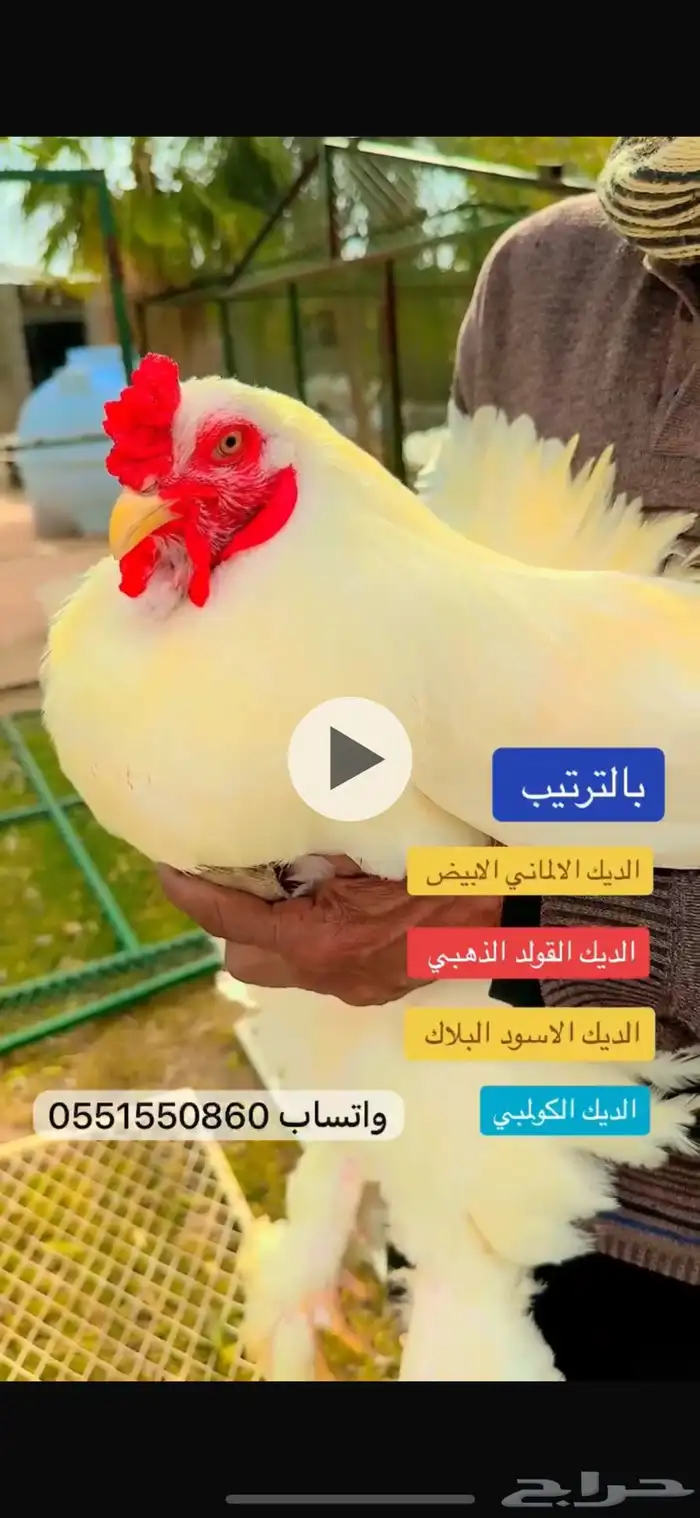 فواخر البراهما الالماني 0