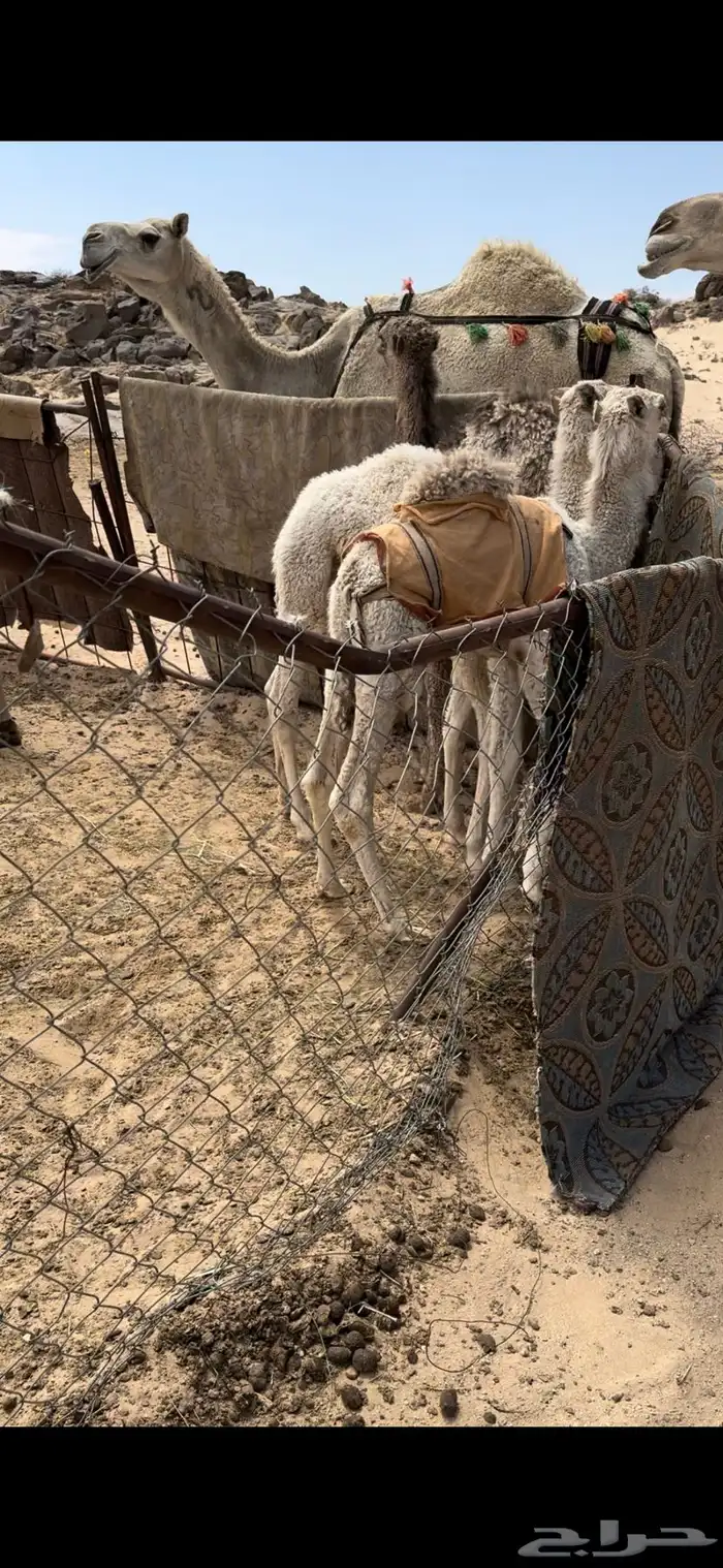خلفه وضحا ثنو تحتها بكره طيبه جدا حليب وهداوه 8