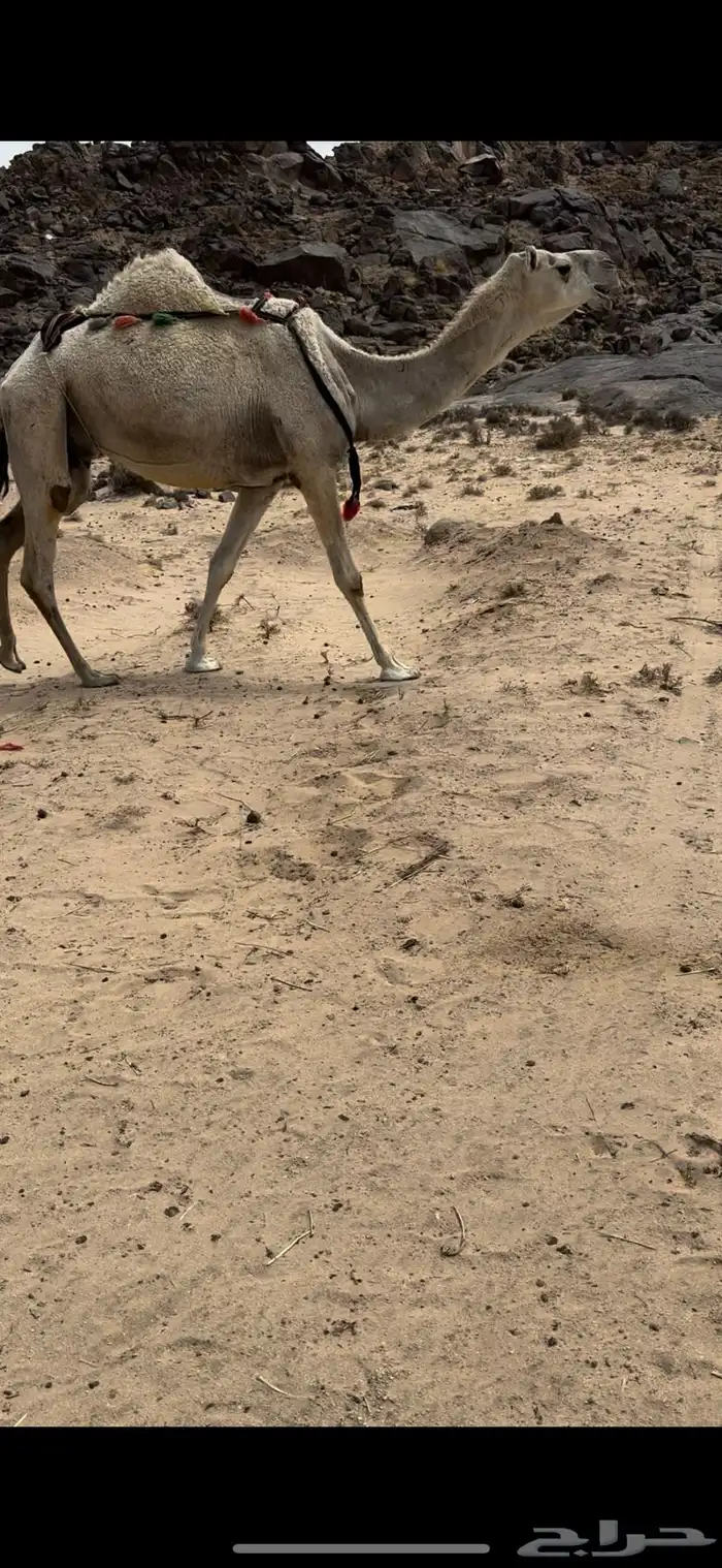 خلفه وضحا ثنو تحتها بكره طيبه جدا حليب وهداوه 10